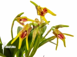 Orchid 'Masdevallia Garciae' 10 Orchid 'Masdevallia Garciae' -Green Haven Sales Store Masdevallia garciae 3