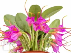 Orchid 'Masdevallia Grandulosa'