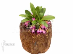 Orchid 'Masdevallia Grandulosa' -Green Haven Sales Store Masdevallia grandulosa 2