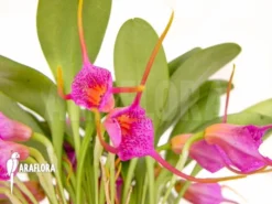 Orchid 'Masdevallia Grandulosa' -Green Haven Sales Store Masdevallia grandulosa 4