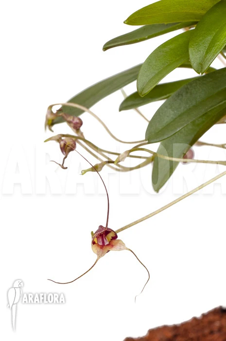 Orchid 'Masdevallia Hybrid' 'mounted' 1 Orchid 'Masdevallia Hybrid' 'mounted'