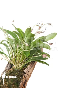 Orchid 'Masdevallia Hybrid' 'mounted' 7 Orchid 'Masdevallia Hybrid' 'mounted' -Green Haven Sales Store Masdevallia hybrid mounted 3