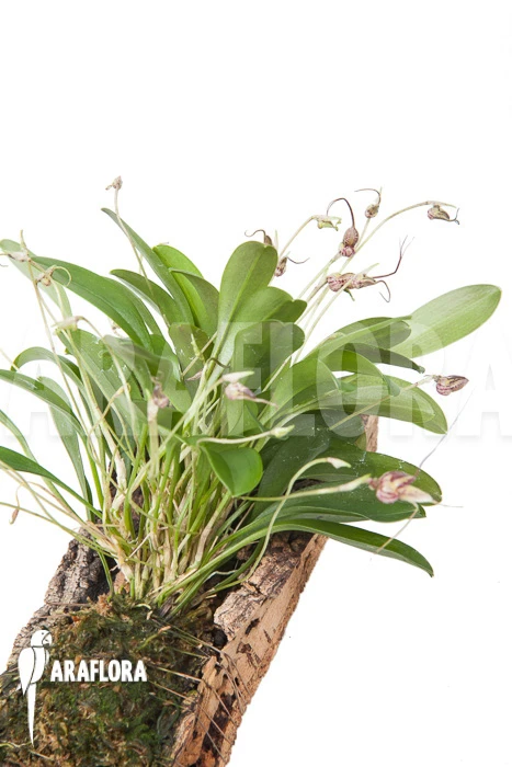 Orchid 'Masdevallia Hybrid' 'mounted' 3 Orchid 'Masdevallia Hybrid' 'mounted' - Image 3