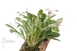 Orchid 'Masdevallia Hybrid' 'mounted' 8 Orchid 'Masdevallia Hybrid' 'mounted' -Green Haven Sales Store Masdevallia hybrid mounted 4