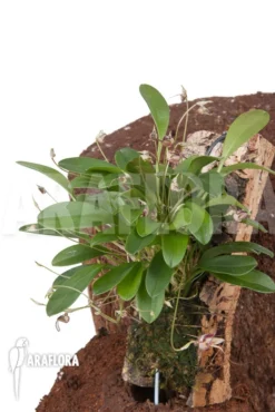 Orchid 'Masdevallia Hybrid' 'mounted' 9 Orchid 'Masdevallia Hybrid' 'mounted' -Green Haven Sales Store Masdevallia hybrid mounted 5