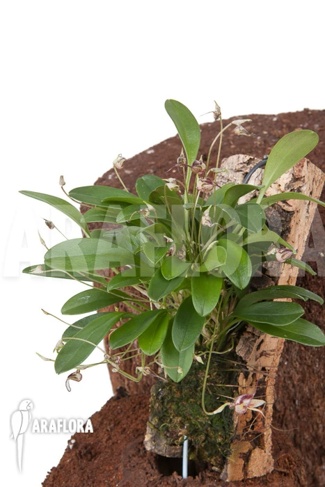 Orchid 'Masdevallia Hybrid' 'mounted' 5 Orchid 'Masdevallia Hybrid' 'mounted' - Image 5