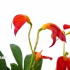 Orchid 'Masdevallia Ignea'