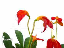 Orchid 'Masdevallia Ignea'