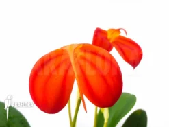 Orchid 'Masdevallia Ignea' 7 Orchid 'Masdevallia Ignea' -Green Haven Sales Store Masdevallia ignea 2