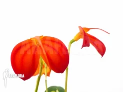 Orchid 'Masdevallia Ignea' 6 Orchid 'Masdevallia Ignea' -Green Haven Sales Store Masdevallia ignea 3