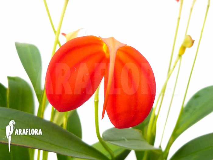 Orchid 'Masdevallia Ignea' 2 Orchid 'Masdevallia Ignea' - Image 2