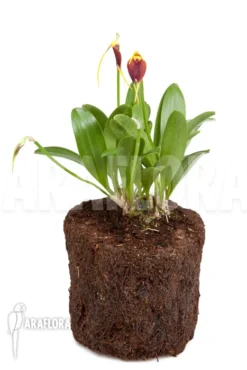 Orchid 'Masdevallia Impostor' -Green Haven Sales Store Masdevallia impostor 2