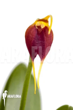 Orchid 'Masdevallia Impostor' -Green Haven Sales Store Masdevallia impostor 3