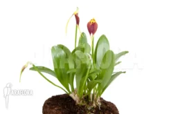 Orchid 'Masdevallia Impostor' -Green Haven Sales Store Masdevallia impostor 4