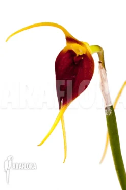 Orchid 'Masdevallia Impostor' -Green Haven Sales Store Masdevallia impostor 5