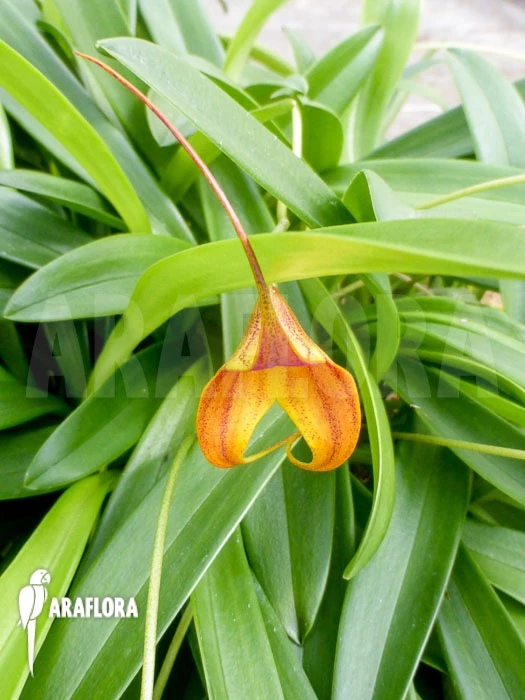 Orchid 'Masdevallia Kimballiana (caudata X Veitchiana)' 1 Orchid 'Masdevallia Kimballiana (caudata X Veitchiana)'