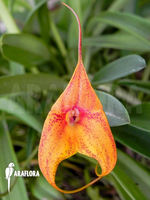 Orchid 'Masdevallia Kimballiana (caudata X Veitchiana)' 2 Orchid 'Masdevallia Kimballiana (caudata X Veitchiana)' - Image 2