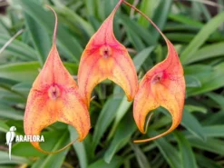 Orchid 'Masdevallia Kimballiana (caudata X Veitchiana)' 7 Orchid 'Masdevallia Kimballiana (caudata X Veitchiana)' -Green Haven Sales Store Masdevallia kimballiana caudata x veitchiana 3