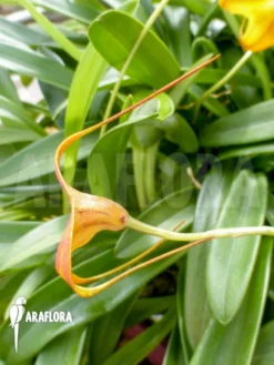 Orchid 'Masdevallia Kimballiana (caudata X Veitchiana)' 8 Orchid 'Masdevallia Kimballiana (caudata X Veitchiana)' -Green Haven Sales Store Masdevallia kimballiana caudata x veitchiana 4