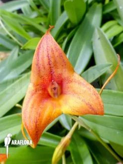 Orchid 'Masdevallia Kimballiana (caudata X Veitchiana)' 9 Orchid 'Masdevallia Kimballiana (caudata X Veitchiana)' -Green Haven Sales Store Masdevallia kimballiana caudata x veitchiana 5