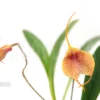 Orchid 'Masdevallia Mahistrala'