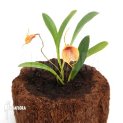 Orchid 'Masdevallia Mahistrala' -Green Haven Sales Store Masdevallia mahistrala 2