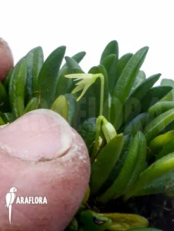 Orchid 'Masdevallia Mini Costa Rica' -Green Haven Sales Store Masdevallia mini Costa Rica 2