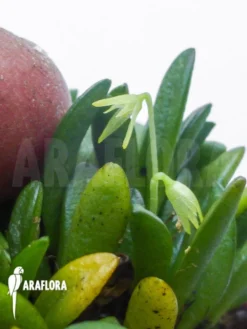 Orchid 'Masdevallia Mini Costa Rica' -Green Haven Sales Store Masdevallia mini Costa Rica 3