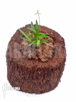 Orchid 'Masdevallia Minuta' 10 Orchid 'Masdevallia Minuta' -Green Haven Sales Store Masdevallia minuta 3