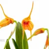 Orchid 'Masdevallia X New Line Orange'