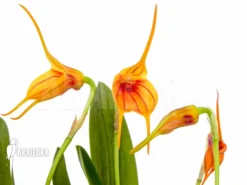 Orchid 'Masdevallia X New Line Orange'