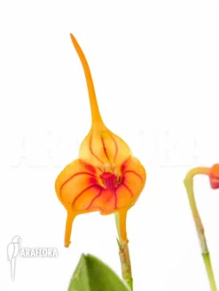 Orchid 'Masdevallia X New Line Orange' -Green Haven Sales Store Masdevallia new line orange 3