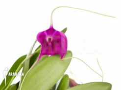 Orchid 'Masdevallia X New Super Purple'