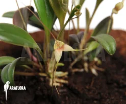 Orchid 'Masdevallia Nidifica'