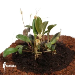 Orchid 'Masdevallia Nidifica' 7 Orchid 'Masdevallia Nidifica' -Green Haven Sales Store Masdevallia nidifica 2