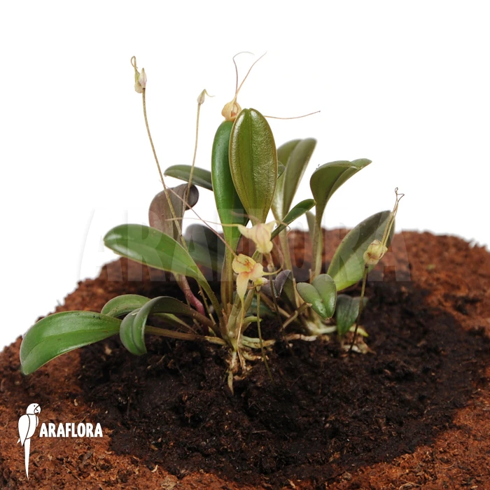 Orchid 'Masdevallia Nidifica' 3 Orchid 'Masdevallia Nidifica' - Image 3