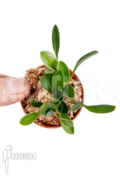 Orchid 'Masdevallia Nidifica' 8 Orchid 'Masdevallia Nidifica' -Green Haven Sales Store Masdevallia nidifica 4