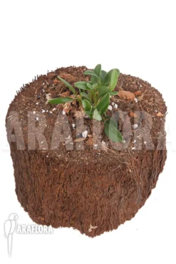 Orchid 'Masdevallia Nidifica' 9 Orchid 'Masdevallia Nidifica' -Green Haven Sales Store Masdevallia nidifica 5