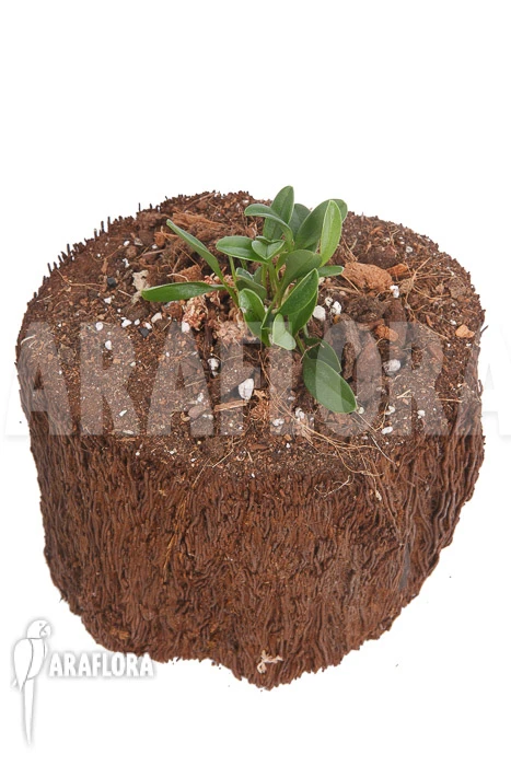 Orchid 'Masdevallia Nidifica' 5 Orchid 'Masdevallia Nidifica' - Image 5