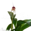 Orchid 'Masdevallia Nidifica' 'Red Yellow'