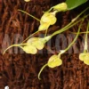 Orchid 'Masdevallia Nidifica' 'Yellow'