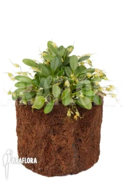 Orchid 'Masdevallia Nidifica' 'Yellow' 10 Orchid 'Masdevallia Nidifica' 'Yellow' -Green Haven Sales Store Masdevallia nidifica Yellow 2