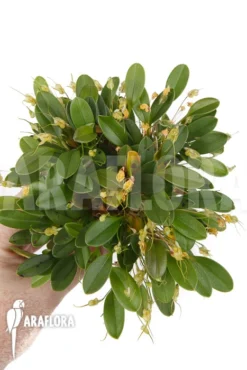 Orchid 'Masdevallia Nidifica' 'Yellow' 9 Orchid 'Masdevallia Nidifica' 'Yellow' -Green Haven Sales Store Masdevallia nidifica Yellow 3