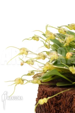 Orchid 'Masdevallia Nidifica' 'Yellow' 7 Orchid 'Masdevallia Nidifica' 'Yellow' -Green Haven Sales Store Masdevallia nidifica Yellow 5