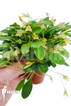 Orchid 'Masdevallia Nidifica' 'Yellow' 11 Orchid 'Masdevallia Nidifica' 'Yellow' -Green Haven Sales Store Masdevallia nidifica Yellow 6