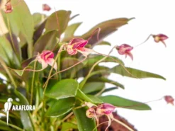 Orchid 'Masdevallia Nifidica 'dark''