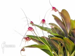 Orchid 'Masdevallia Nifidica 'dark'' -Green Haven Sales Store Masdevallia nifidica dark 2