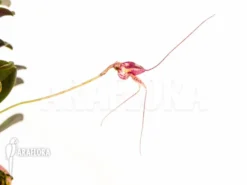 Orchid 'Masdevallia Nifidica 'dark'' -Green Haven Sales Store Masdevallia nifidica dark 4