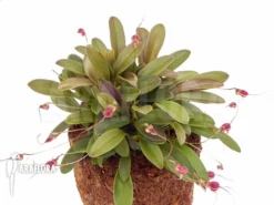 Orchid 'Masdevallia Nifidica 'dark'' -Green Haven Sales Store Masdevallia nifidica dark 5