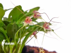 Orchid 'Masdevallia Nifidica 'green'' -Green Haven Sales Store Masdevallia nifidica green 3